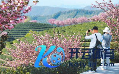 开yun体育网旅客在拔山村万亩茶园不雅赏樱花-云开·体育全站
